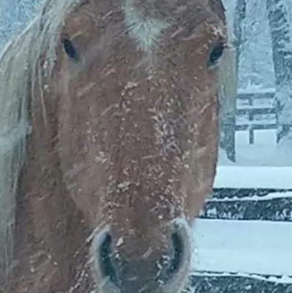 Meet your Ambassador Posher, Gale - Picture 5 of 13